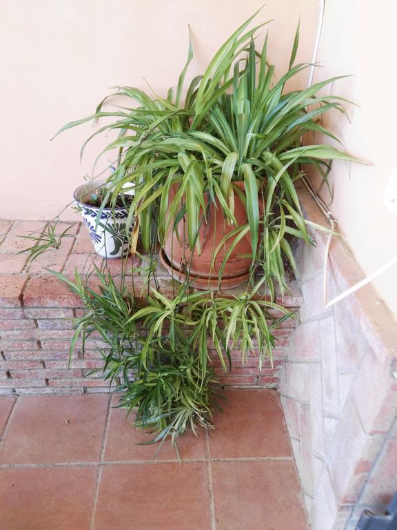 Casa Rural Oregano การ์โมนา ภายนอก รูปภาพ